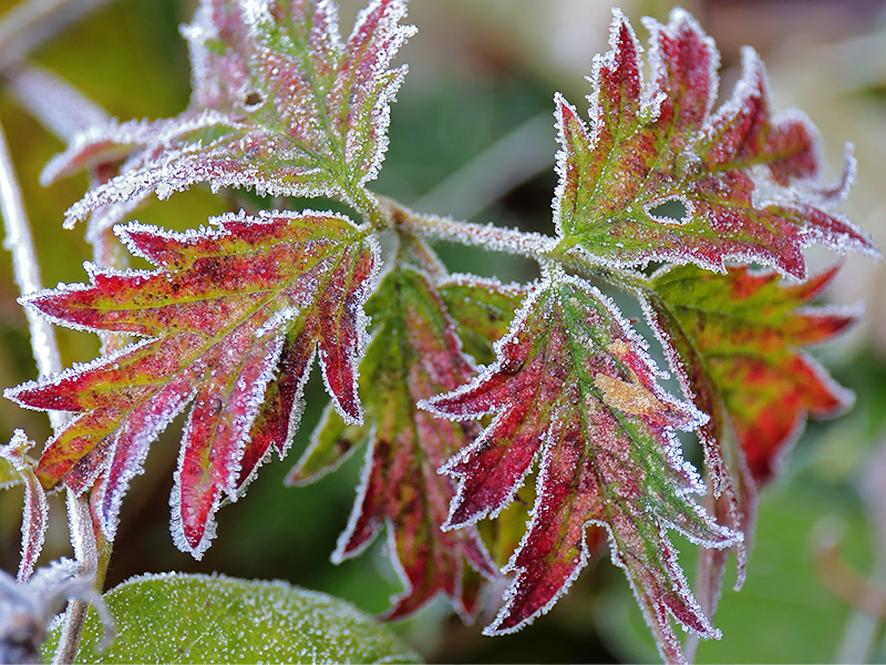 Frosted leaves-3780