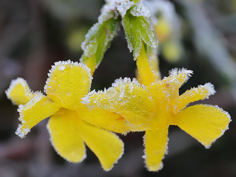 Frosted winter jasmine-3959