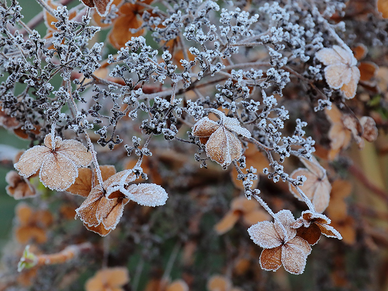 Frosted Hydrangea-3967