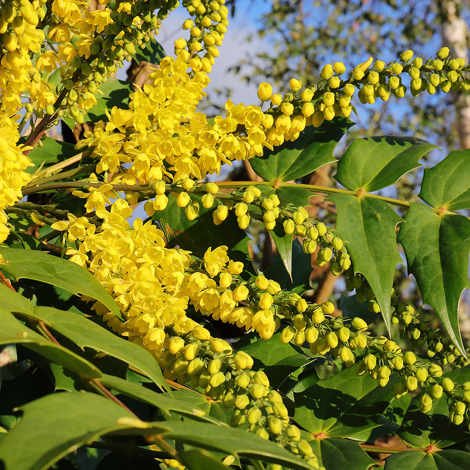 Mahonia flowers