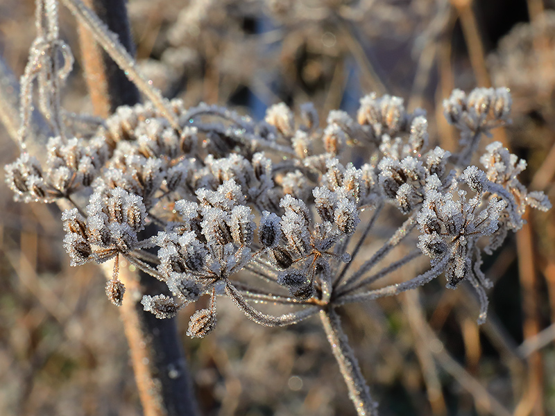 Frosted Fennel Head-3917
