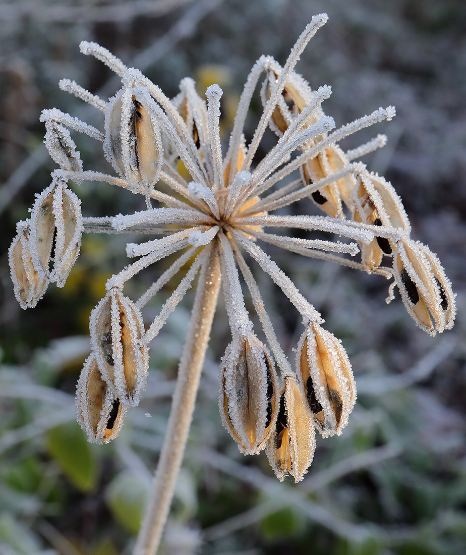 Frosted agapanthus seed head.