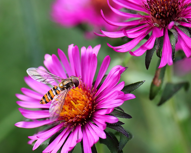 Hoverfly on aster 2468