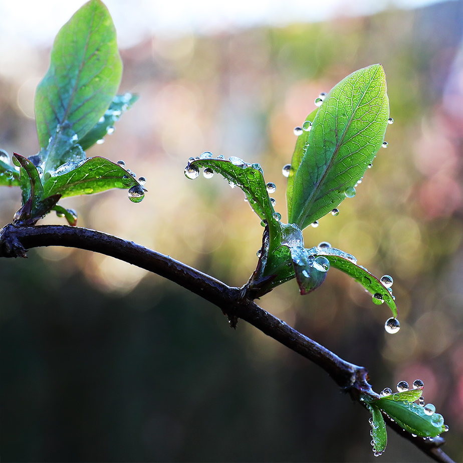 Honeysuckle leaves with water drops.