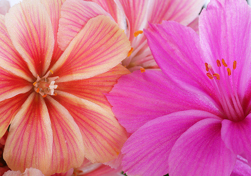 Lewisias-50-0052