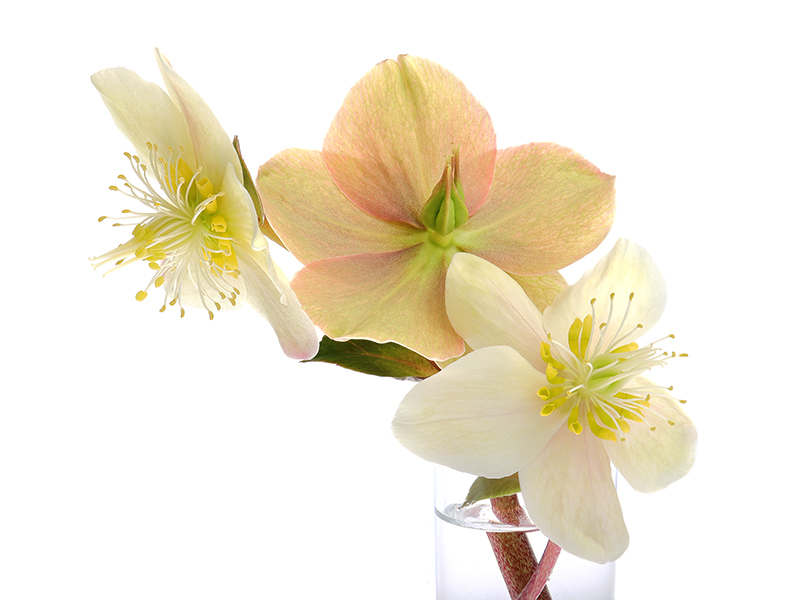 Hellebores-4696
