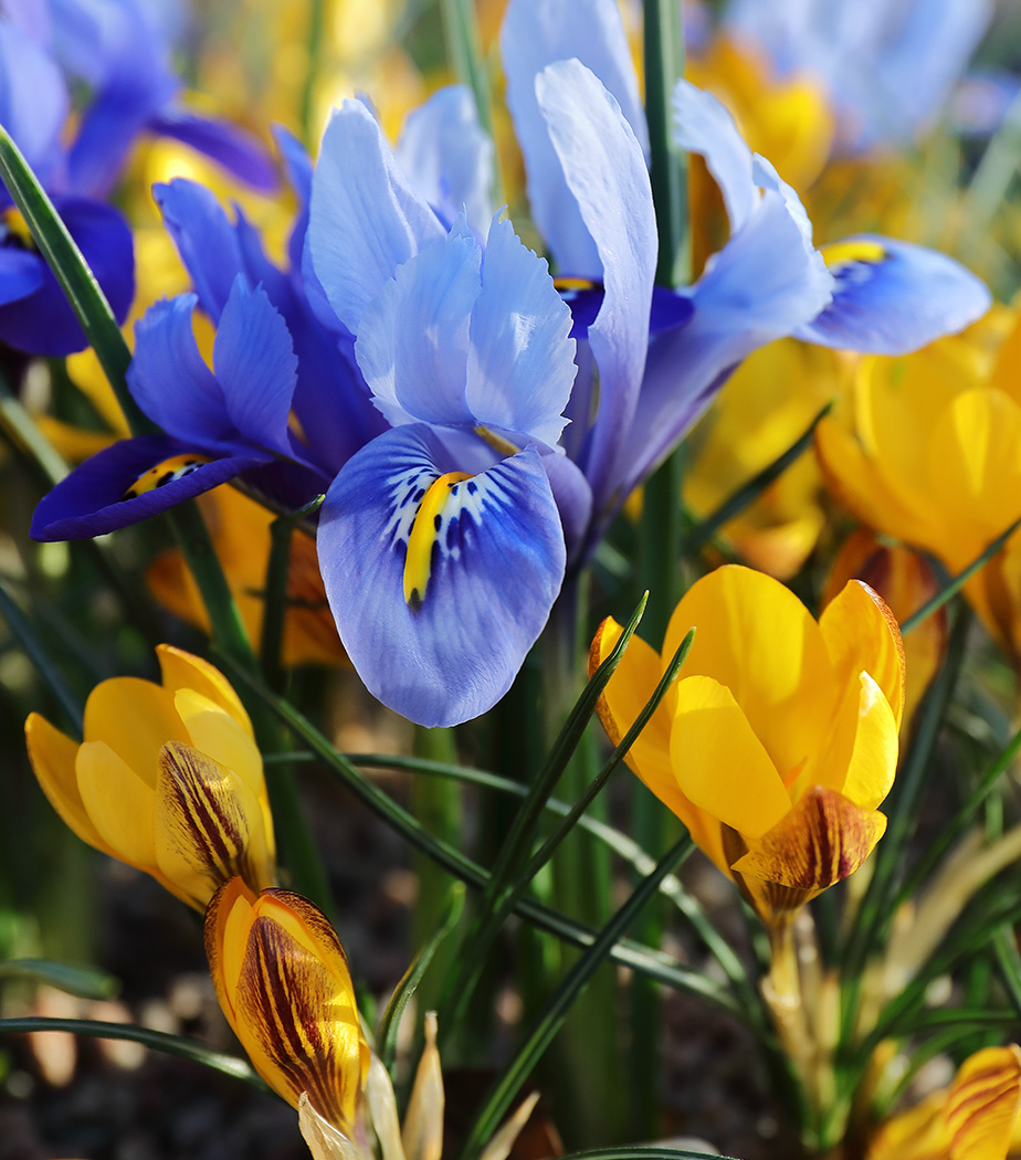 Blue irises and yellow crocuses
