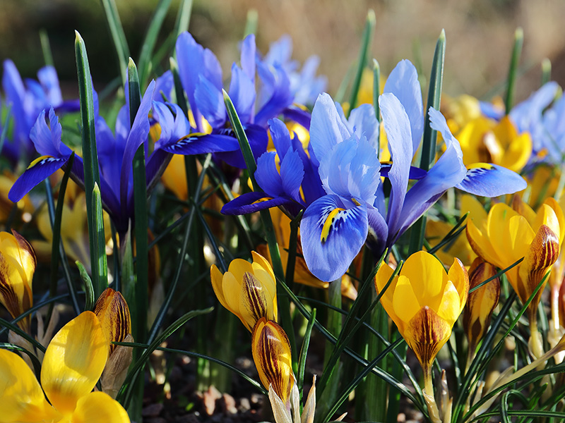 Irises and Crocuses 4744