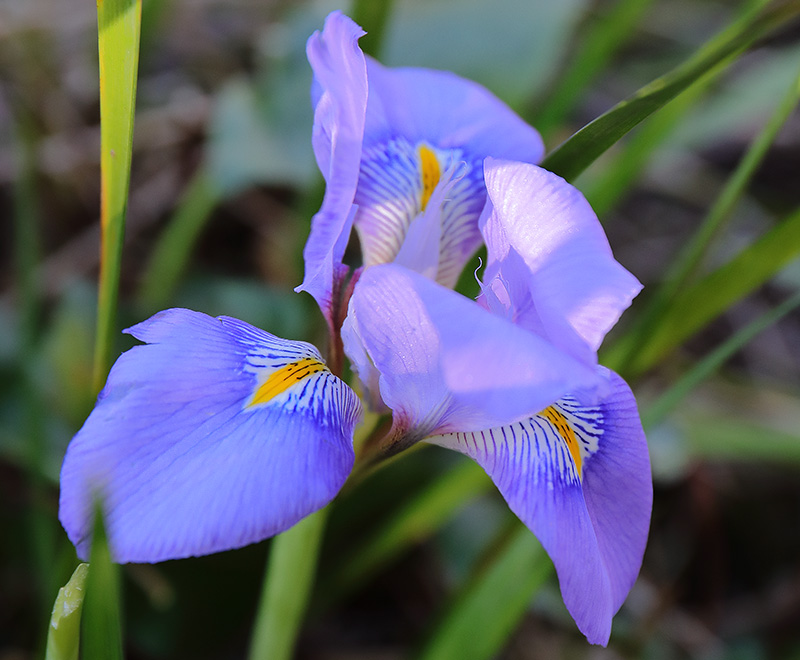 Iris unguicularis 4766