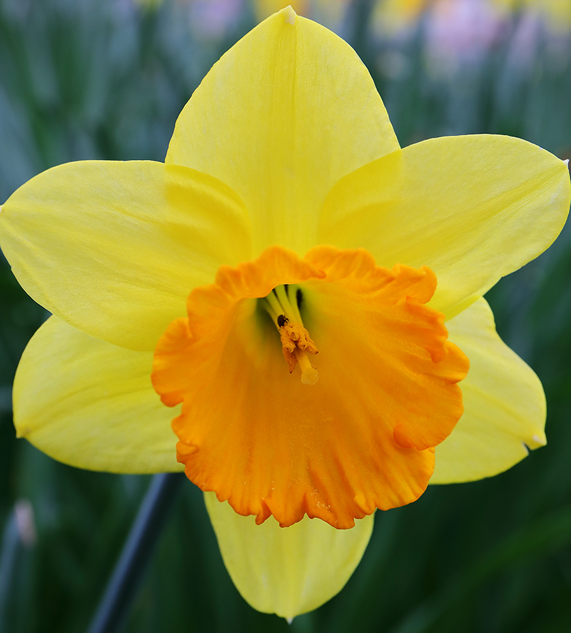 Close-up of a yellow and orange daffodil.