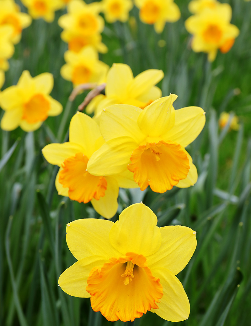 A mass of brightly-coloured daffodils.