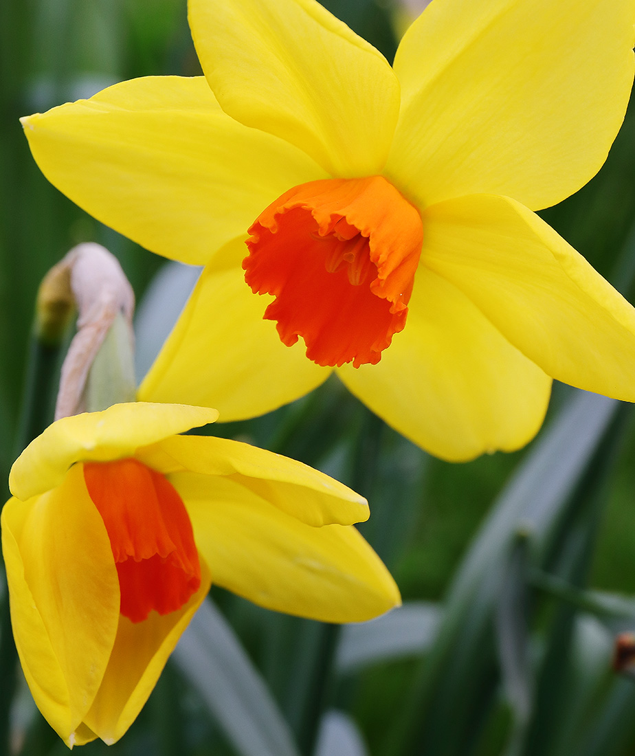 Yellow daffodils with orange cups.