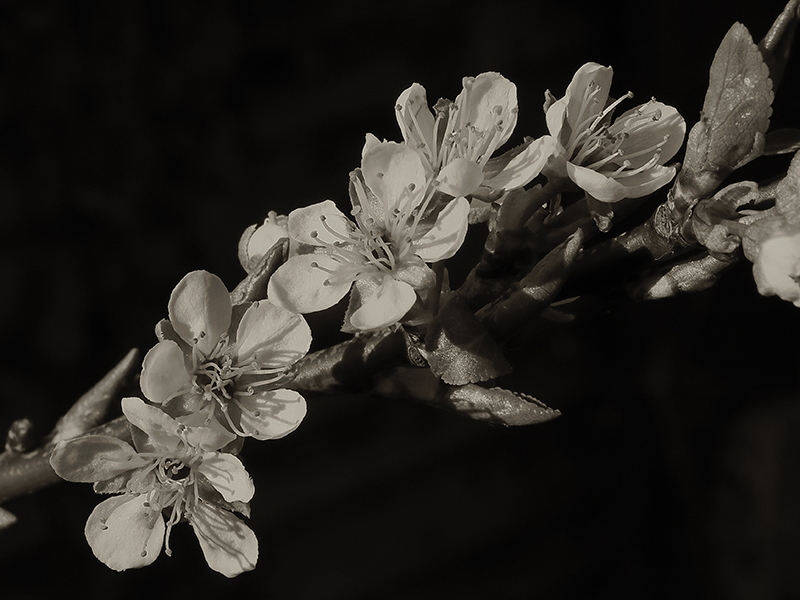 Plum Blossom-5017