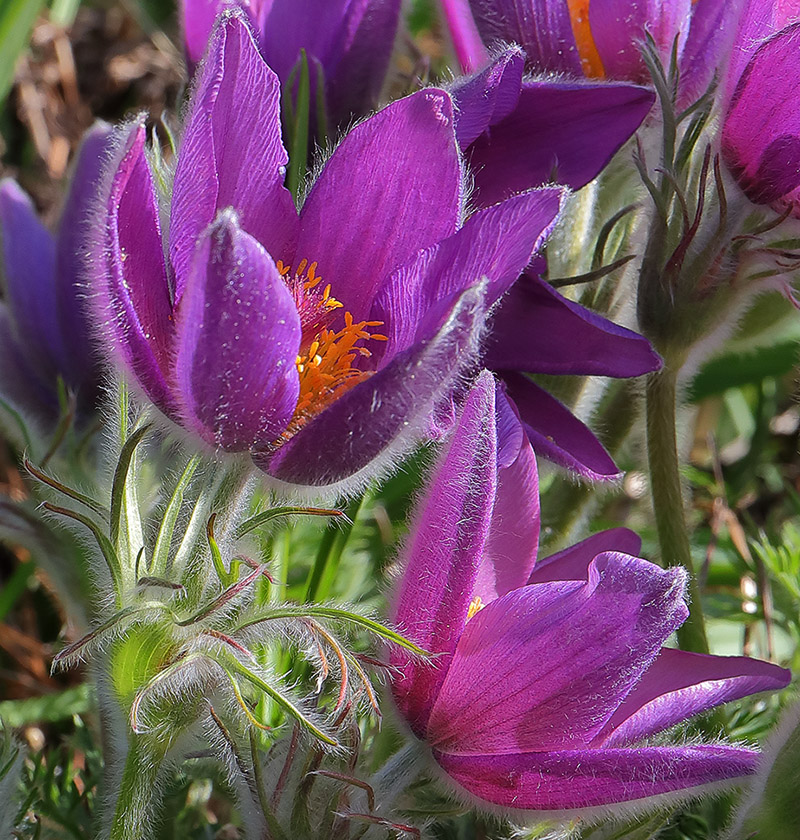 Pulsatilla vulgaris (purple pasque flower)