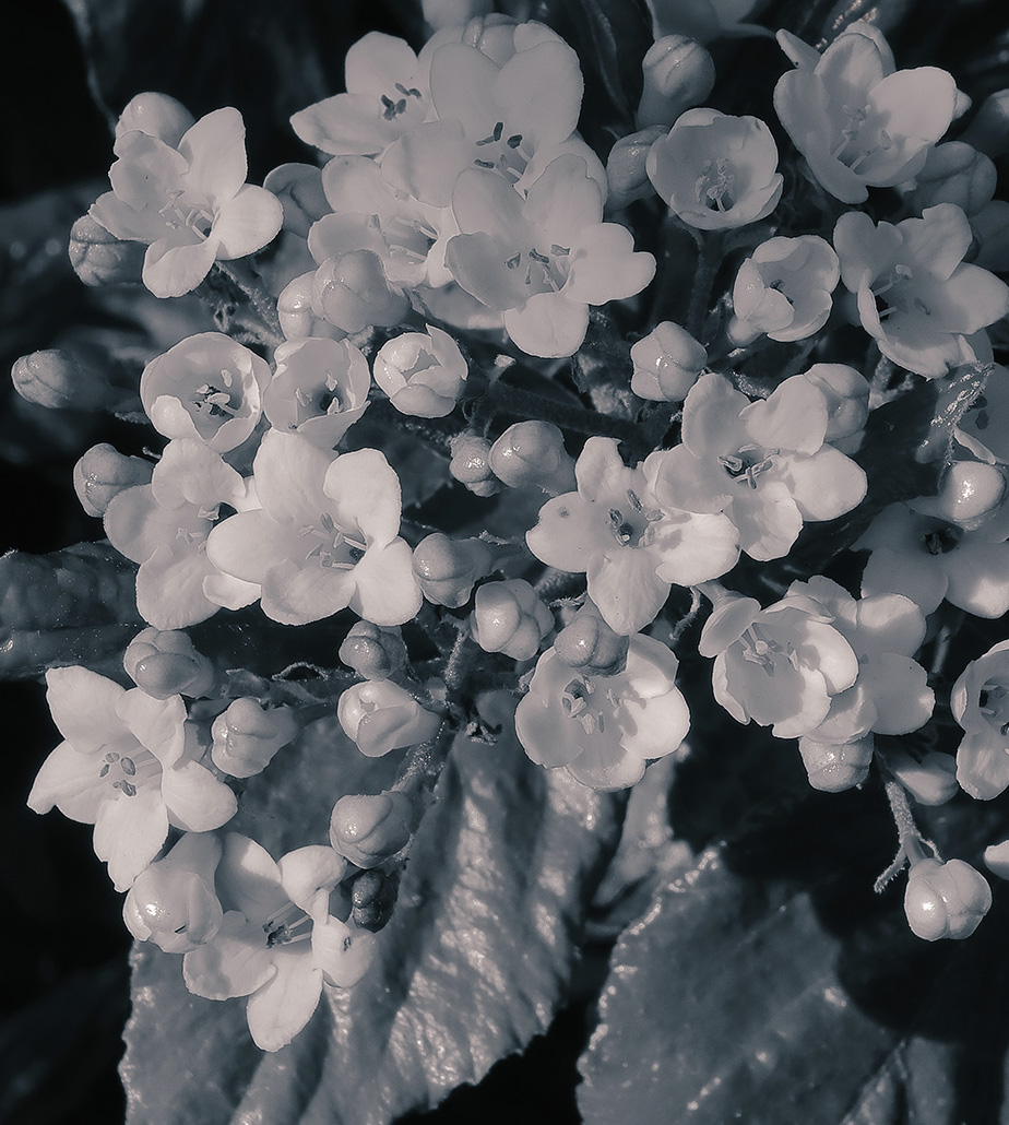 Viburnum flowers in black and white