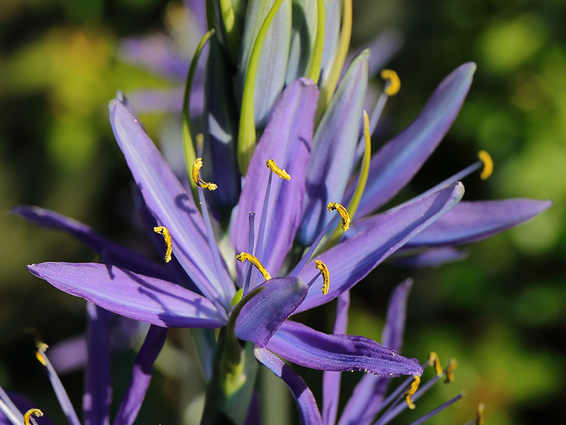 Flower of Camassia leichtlinlii