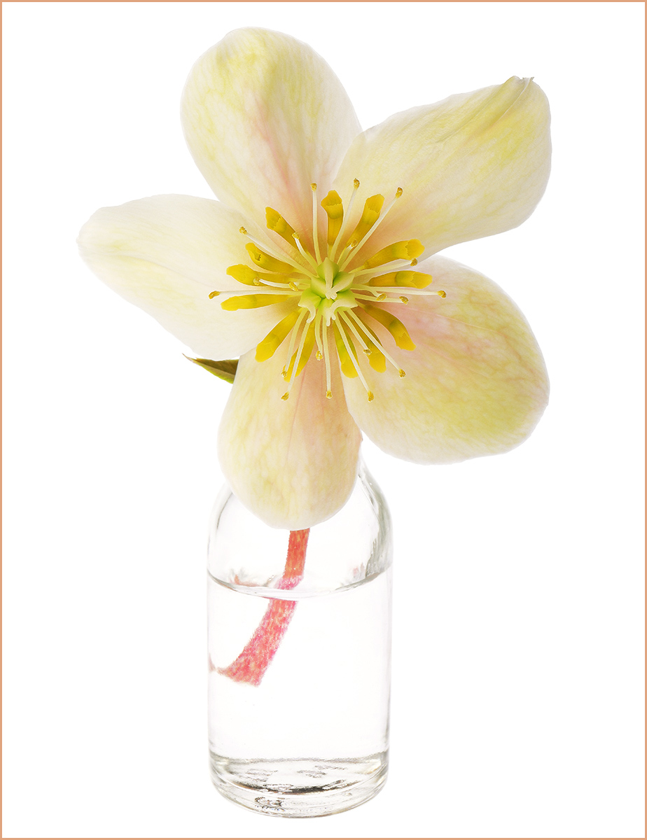 Hellebore 'Shooting Star' flower.