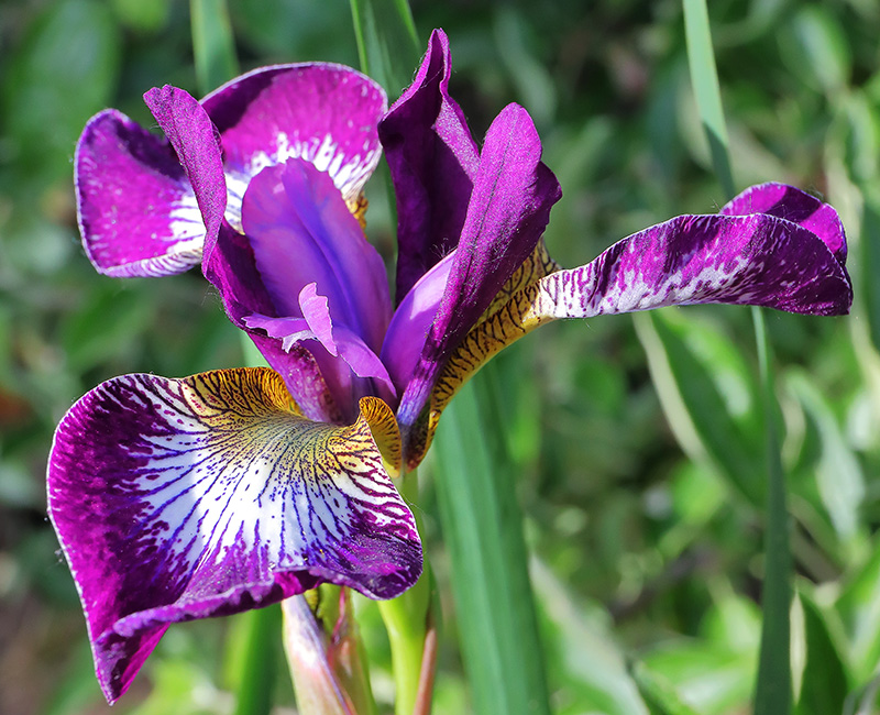 Iris sibirica 'Currier'