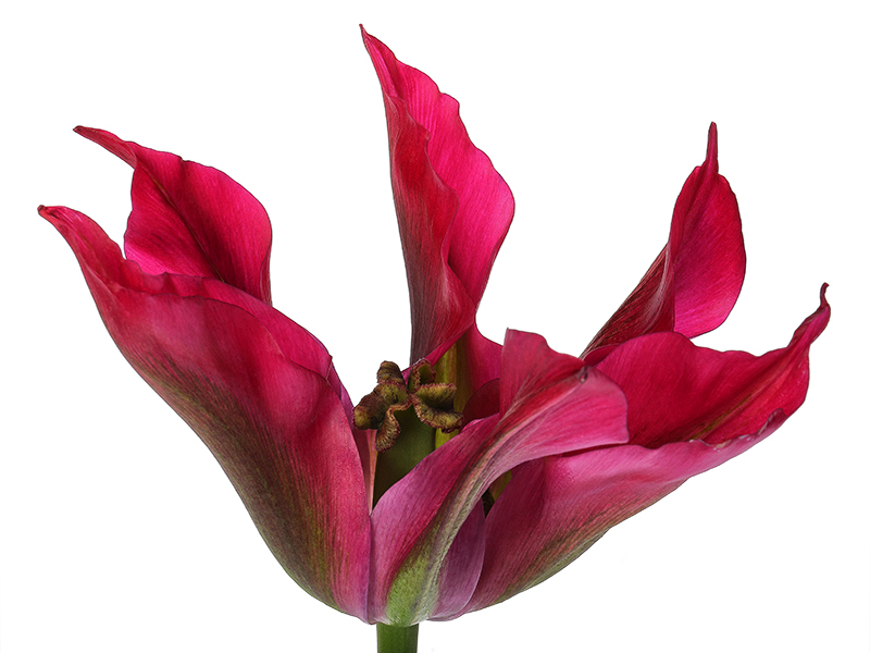 Viridiflora tulip 'Doll's Minuet'
