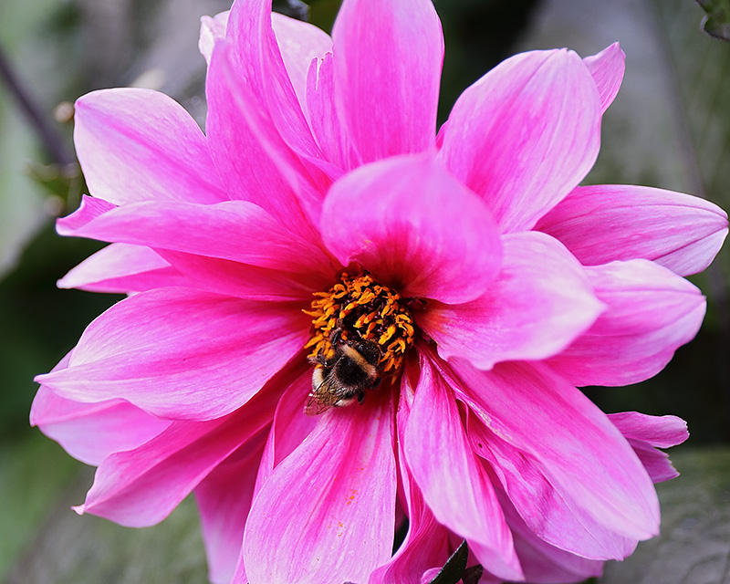 Bumblebee on a dahlia flower.