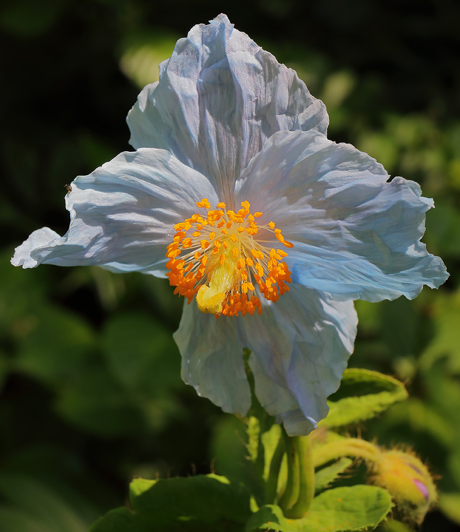 Meconopsis aka Himalayan blue poppy