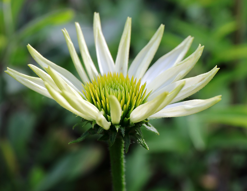 White echinacea flower - 'Powwow White'.