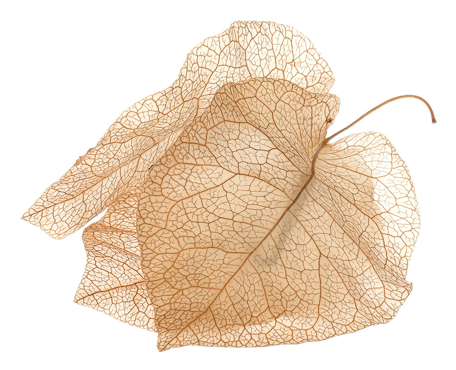 Dried bracts of bougainvillea flower.