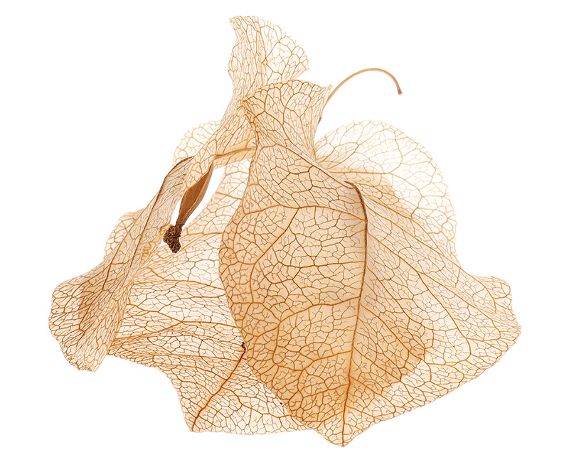 Dried bracts of bouganvillea flower