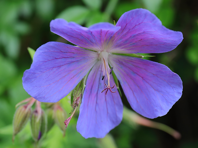 Blue geranium flower