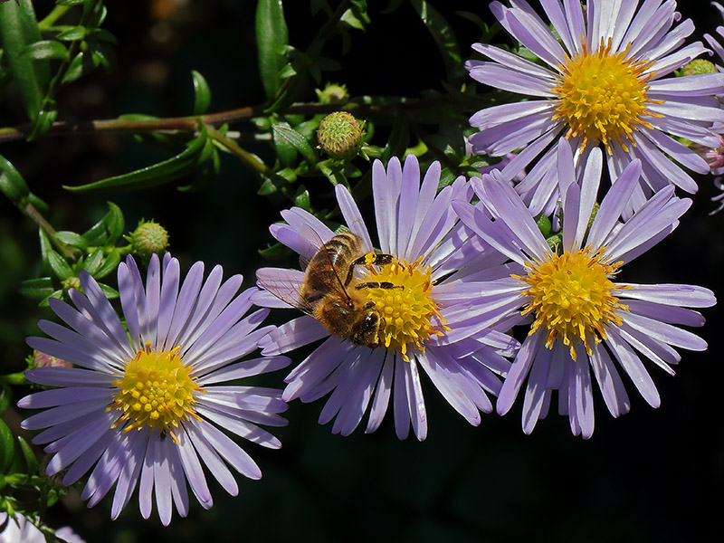 Bee on Michaelmas daisy