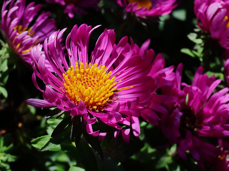Dark pink Michaelmas daisy flowers