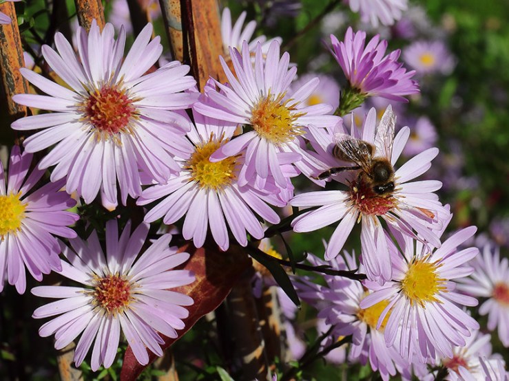 Honeybee on pink Michaelmas daisies