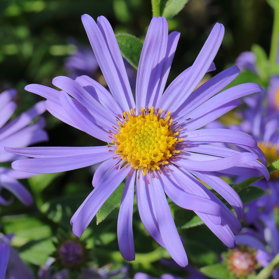 Aster x frikartii 'Monch'