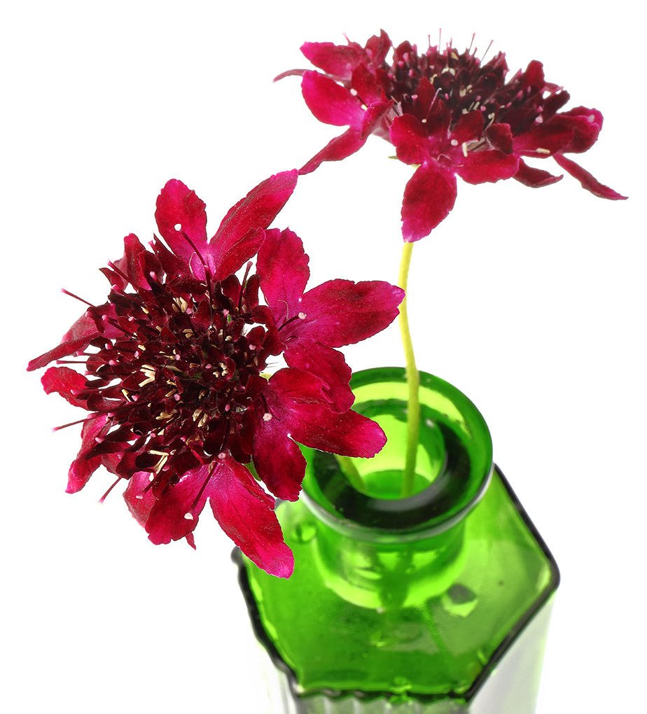 Scabiosa atropurpurea flowers (scabious 'Chile Black')