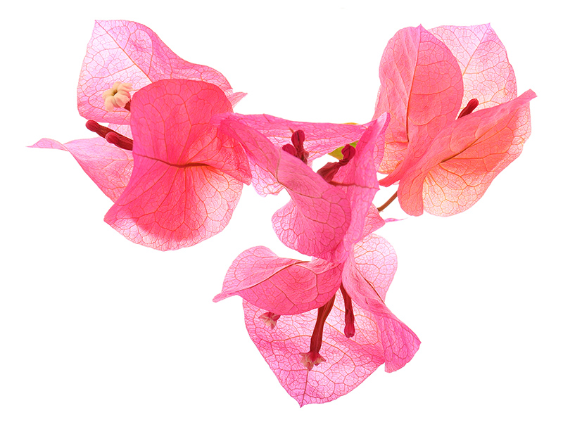 Bougainvillea flowers