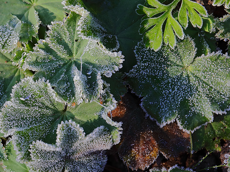 Frosted leaves of Alchemilla mollis