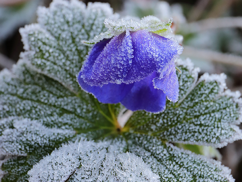 Frosted flower of Geranium 'Rozanne'