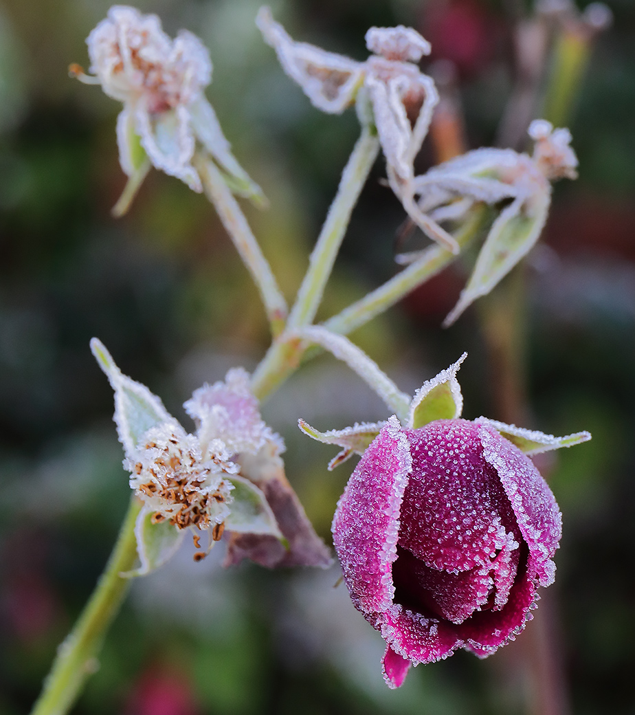 Frosted rose 'Zepherine Drouhin'