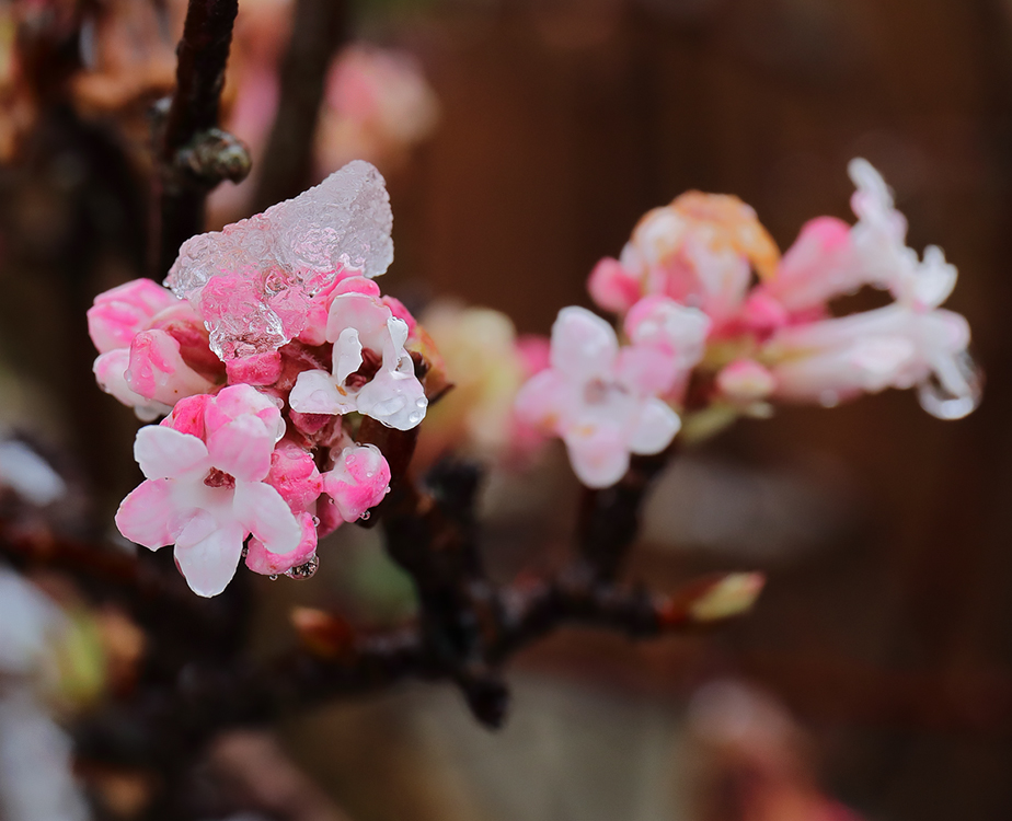 Viburnum bodnantense 'Dawn'
