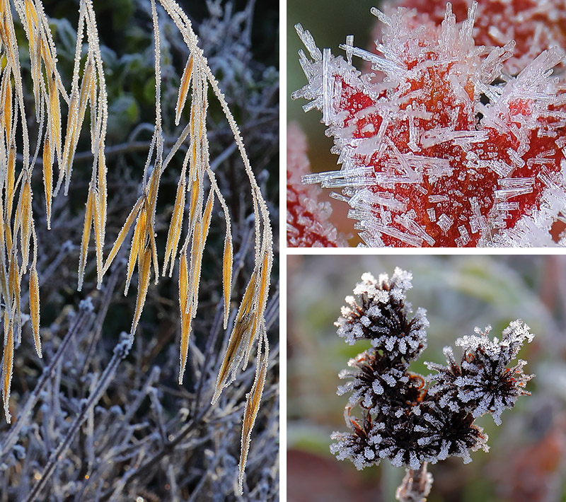 frosted plants