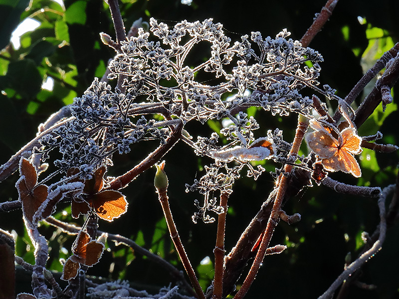 frosted hydrangea