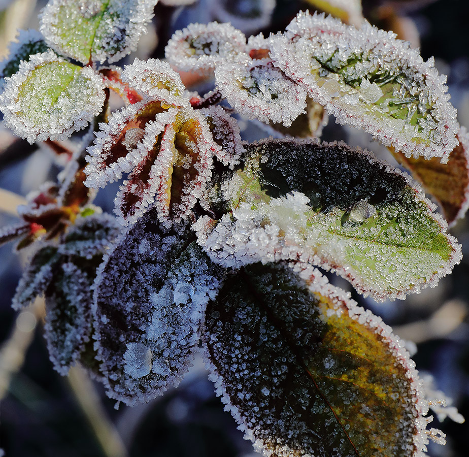 frosted rose leaves