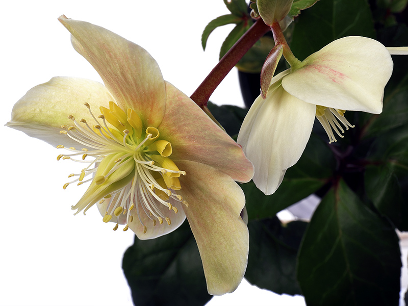 hellebore flowers