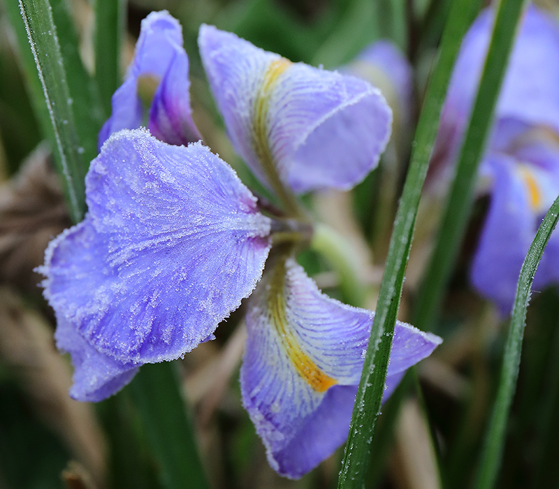 winter-flowering iris
