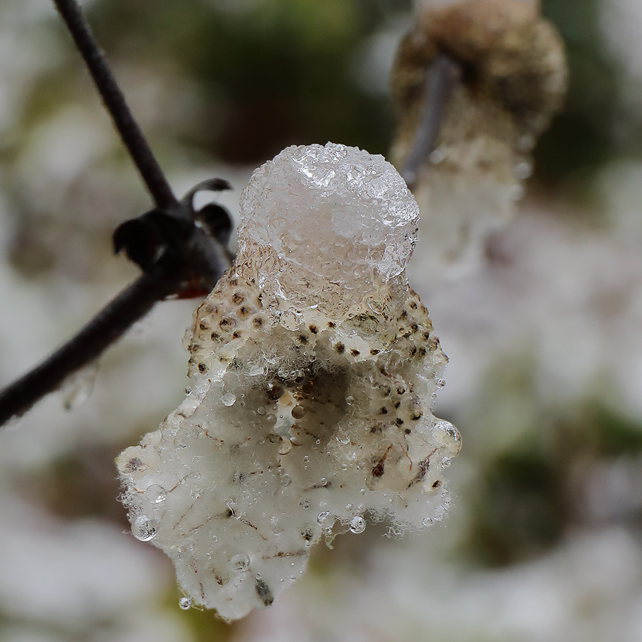 Snow on anemone seed head