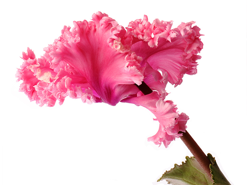 Ruffled pink cyclamen flower