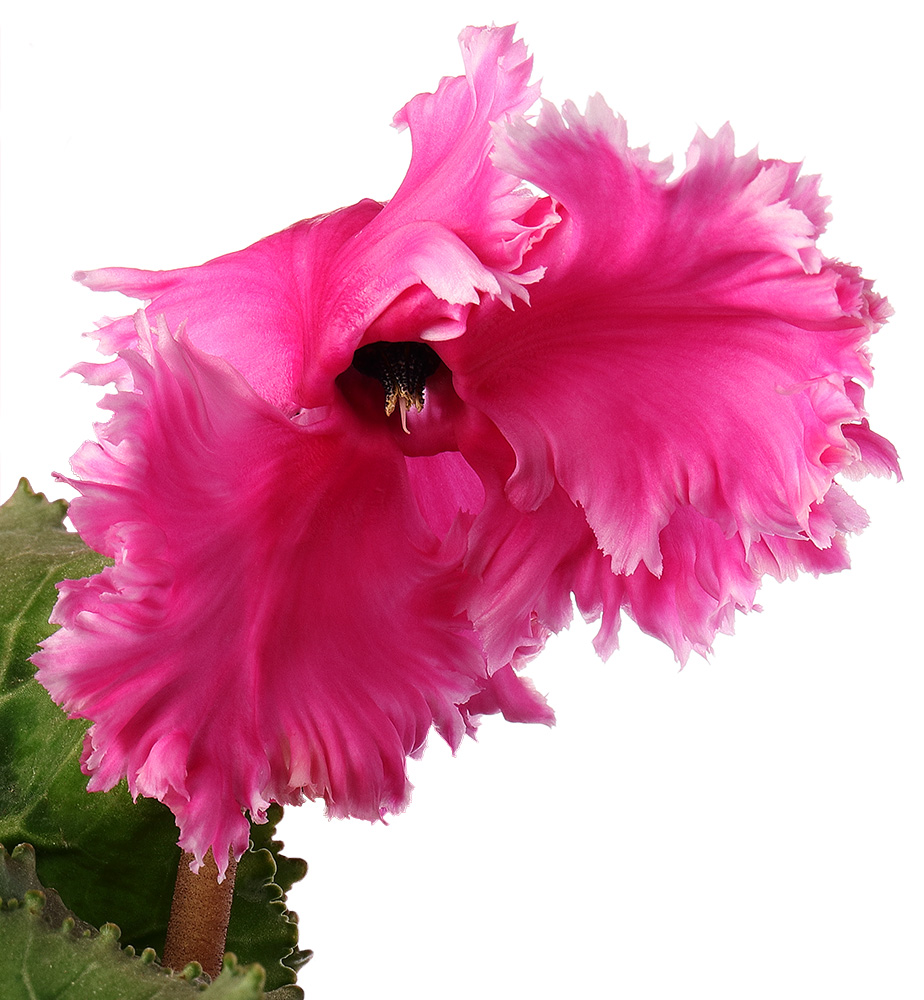 pink cyclamen flower