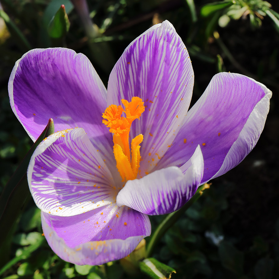Crocus Pickwick in flower.
