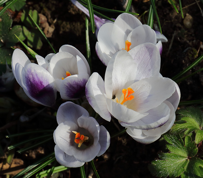 Flowers of Crocus 'Prins Claus'