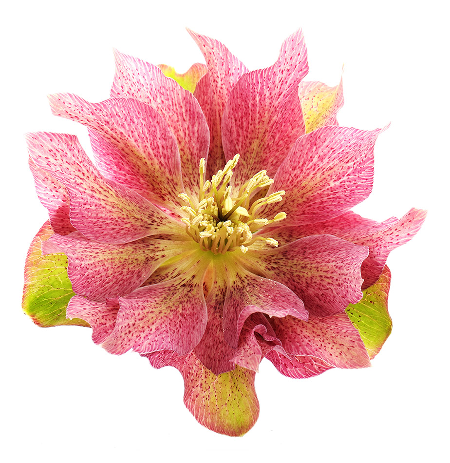 A pink double hellebore flower